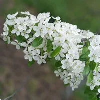 فروش باغ زیبا در روستای ساربانک قزوین|فروش زمین و ملک کلنگی|کوهین, |دیوار