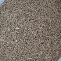 گندم ریژاو تمیز|خدمات باغبانی و درختکاری|چرداول, |دیوار