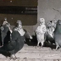 کبوتر پرشی ساعتی بشرط