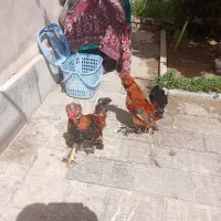 خروس و مرغ