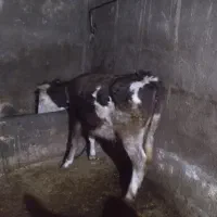 تلیسه آبستن گاوشیری|حیوانات مزرعه|صحنه, |دیوار