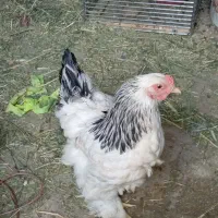 مرغ برهما