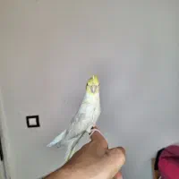 عروس هلندی 8 ماه|پرنده|فردیس, شهرک ناز|دیوار