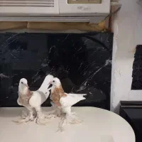 یک جفت کفتر طوقی