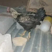 دوتا خروس دو رگ معمولی