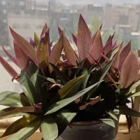 گل موسی در گهواره