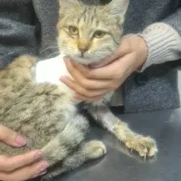 واگذاری گربه ماده سه ماهه