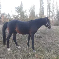 اسب یورقه .ترکمن عرب|اسب و تجهیزات اسبسواری|فیروزکوه, |دیوار