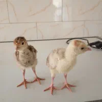 جوجه بوقلمون برنز و بوربون واکسن خورده|حیوانات مزرعه|تهران, استاد معین|دیوار