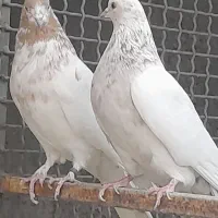 کبوترفروشی|پرنده|کاشان, میدان میوه تره بار|دیوار