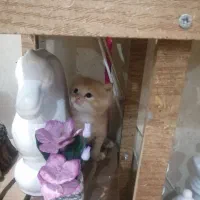 واگذاری بچه گربه های پرشین