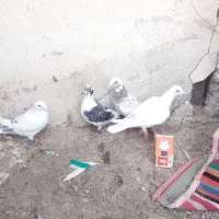 4عدد دوبر|پرنده|اردبیل, |دیوار