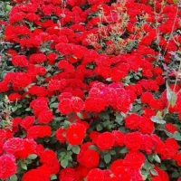 ریشه کنده رز هلندی و ساناز|گل و گیاه طبیعی|محلات, |دیوار