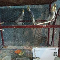 فروش عروس هلندی