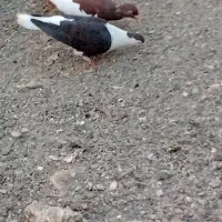 تعدادی مرغ خروس خانگی فروخته میشود|پرنده|ایرانشهر, |دیوار