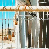 قناری نر|پرنده|مشهد, کاظم آباد پنجشنبه|دیوار