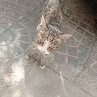 گربه