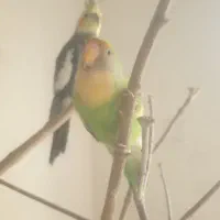 کوتوله برزیلی