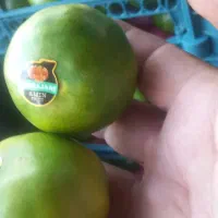 نارنگی تازه وشیرین امسال نوبر