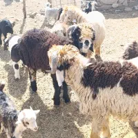 فروش بره قوچی|حیوانات مزرعه|نورآباد ممسنی, |دیوار