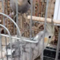 یک جفت عروس هلندی دو ماه|پرنده|دشتابی, |دیوار