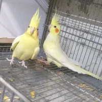 طوطی|پرنده|کرج, برغان|دیوار