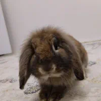 خرگوش فروش فوری|موش و خرگوش|مرزنآباد, |دیوار