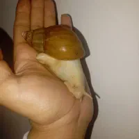 حلزون(اجتینا)