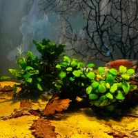 گیاه آنوبیاس جاوا پلنت کت فیش پوزه بوته ای آبنوس