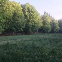 زمین زراعتی دارای آب بصورت 24 ساعته جوراج|اجارهٔ دفتر صنعتی، کشاورزی، تجاری|نهاوند, |دیوار