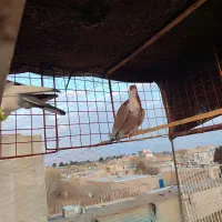 ماده|پرنده|نیشابور, رحمت آباد|دیوار