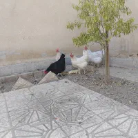 مرغ تخمگذار|حیوانات مزرعه|تهران, پرستار|دیوار