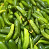 تولید و پخش خیارشور