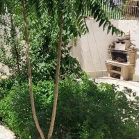 کوثر-جنوبی-250متری-دوممر