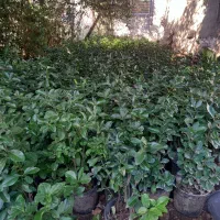 شمشاد|خدمات باغبانی و درختکاری|چابکسر, |دیوار