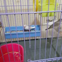 فروش ۹ فنچ|پرنده|شاهین‌شهر, فدک|دیوار