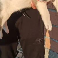 توله های نر و ماده