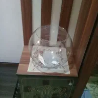 تنگ ماهی بزرگ بدون خراش