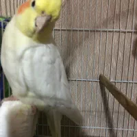 یک جفت. عروس هلندی