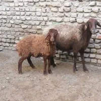 یک عدد میش با بره