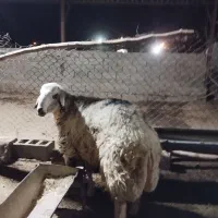 بره.میش. بز