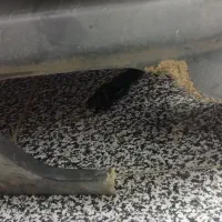 ترمیم شکستگی فایبرگلاس انواع قطعات|خدمات پیشه و مهارت|کرمانشاه, |دیوار