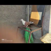 کفتر پرشی بومب قلدور صید|پرنده|مشهد, عیدگاه|دیوار