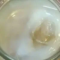 قارچ کامبوجا