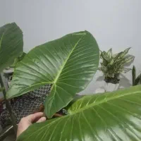 گل بابا ادم|گل و گیاه طبیعی|تهران, افسریه جنوبی|دیوار