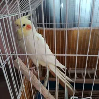 عروس هلندی|پرنده|فولادشهر, C1|دیوار