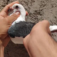 نروماده دوکت کویتی