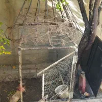 قفس مرغ و خروس|حیوانات مزرعه|صحنه, |دیوار