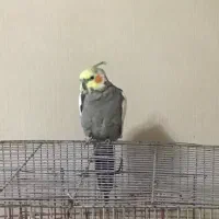 عروس هلندی نر ۱.۵ ساله بالغ