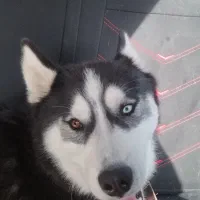 سگ هاسکی بسیار زیبا